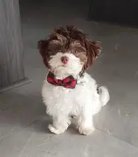 Coconut The Yorkiepoo